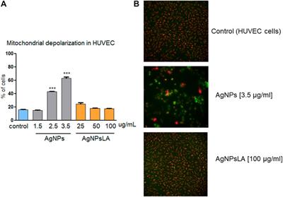 Lipoic Acid-Coated Silver Nanoparticles: Biosafety Potential on the Vascular Microenvironment and Antibacterial Properties